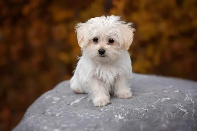 An affectionate Maltese puppy. Source: Rover.com