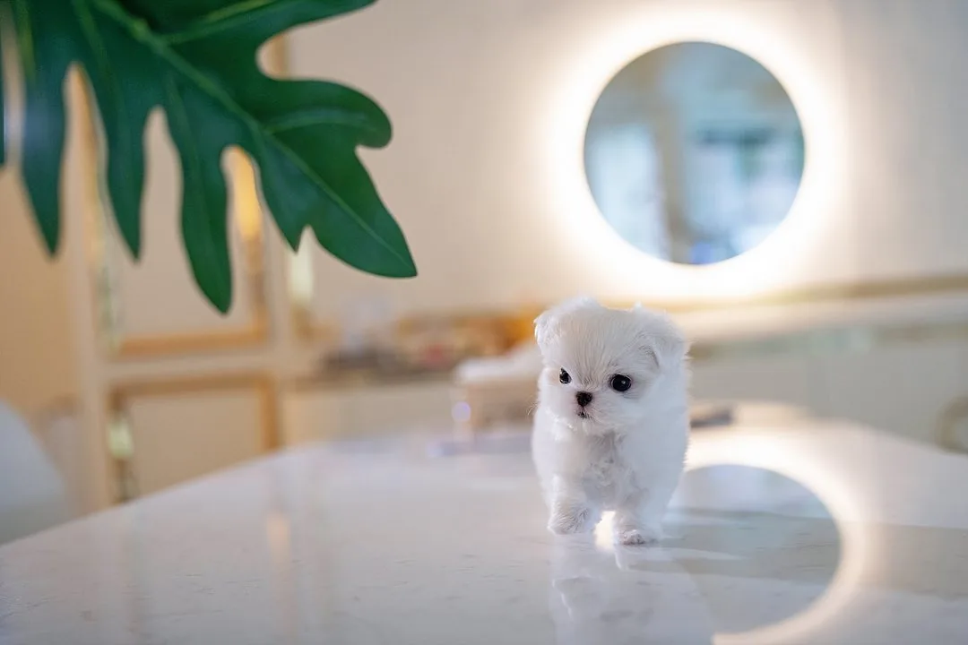 Cody Maltese puppy