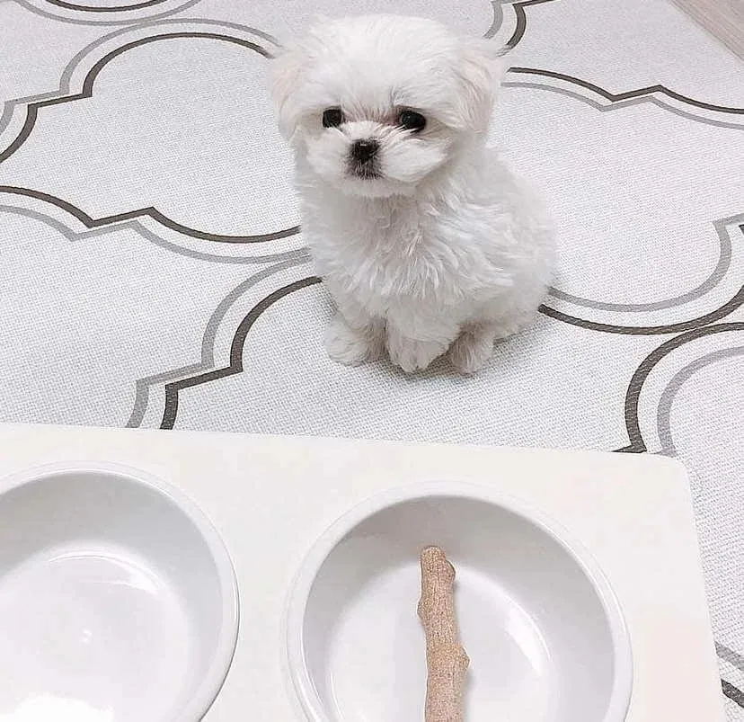 Oliver Maltese puppy
