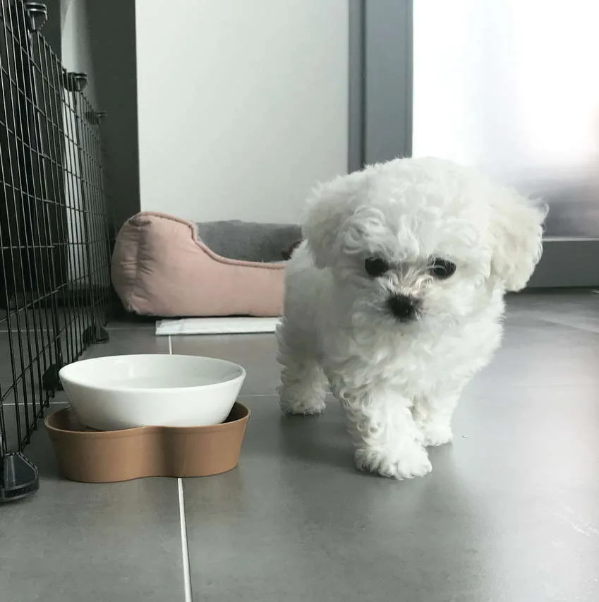 Nina Maltese puppy