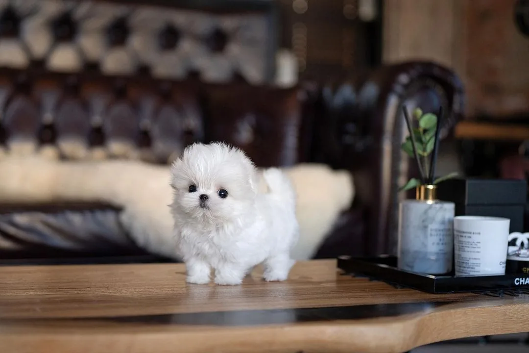 Sophie Maltese puppy
