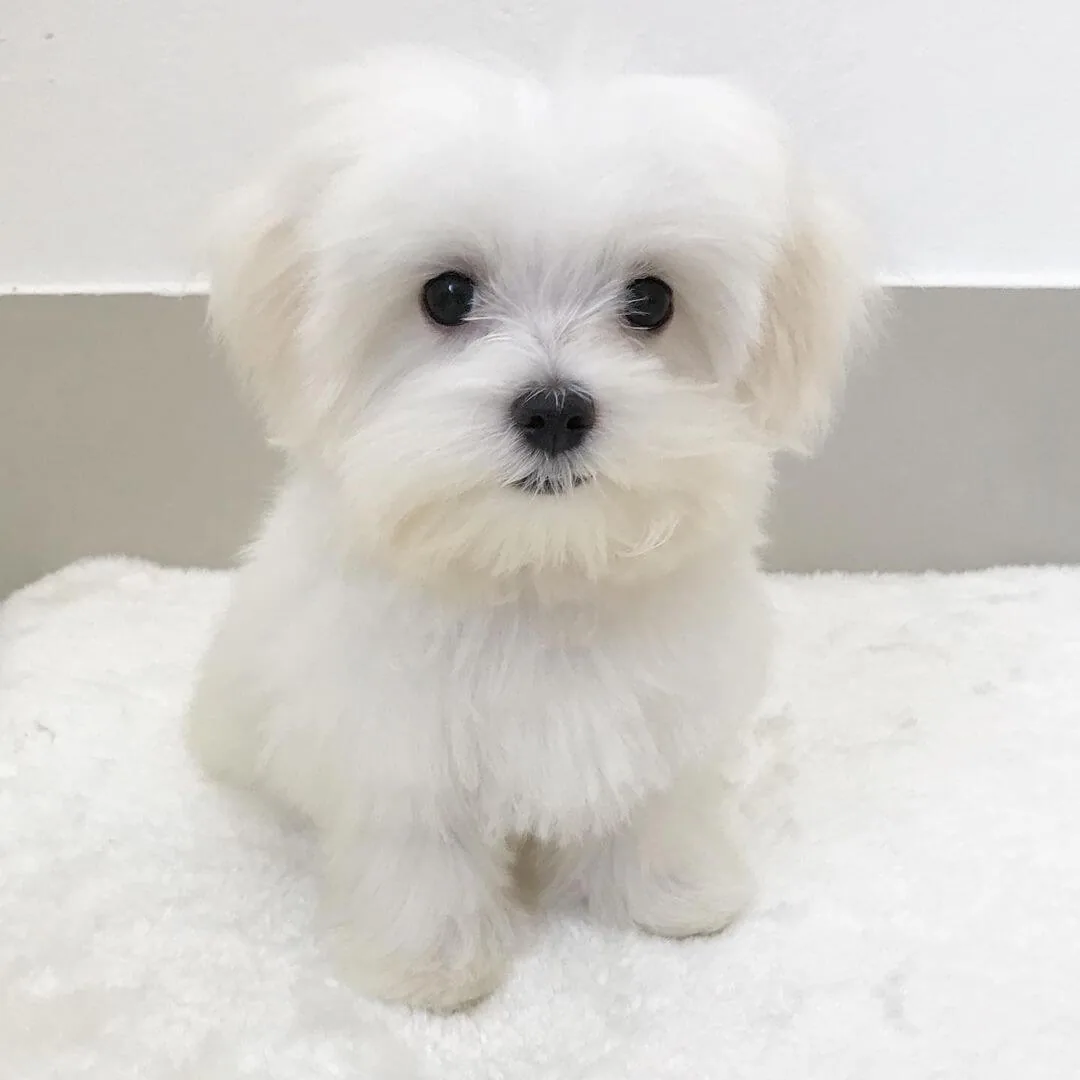 Quinta Maltese puppy