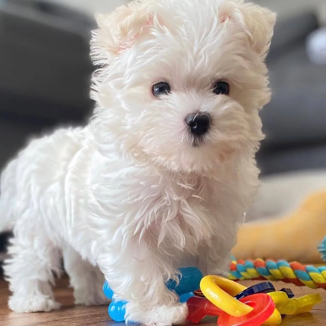 Prince Maltese puppy