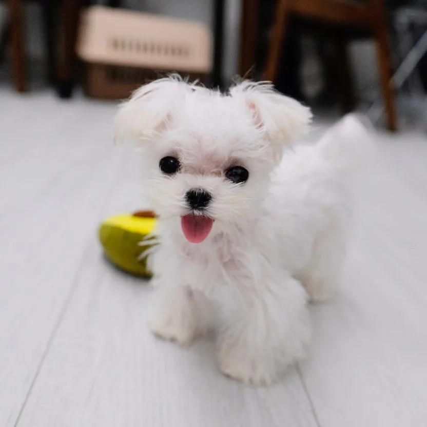 Brenda Maltese puppy