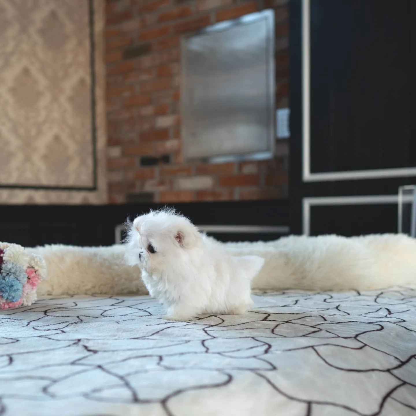Ellie Maltese puppy