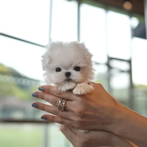 Winnie Maltese puppy
